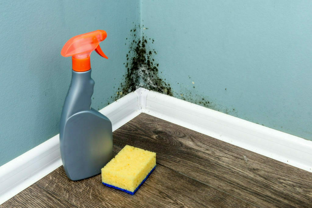 The Dangers of Black Mold and Mildew After Water Damage Ju