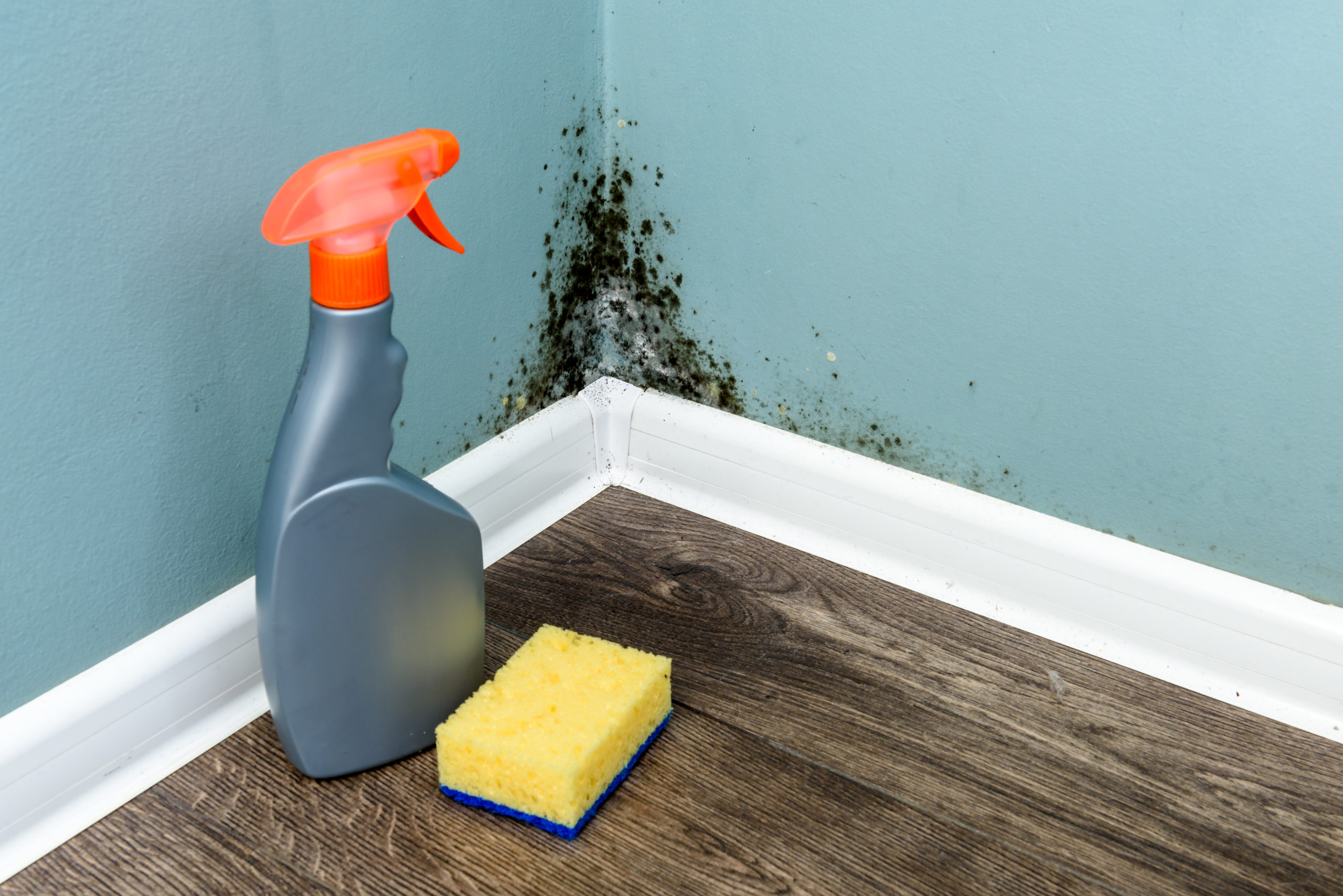 The Dangers of Black Mold and Mildew After Water Damage Ju